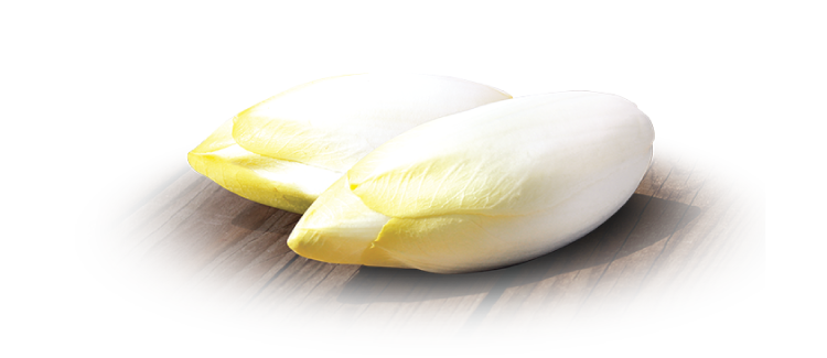 Endive SCEA Bayart